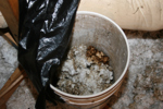 IMG_1551, Bucket.JPG